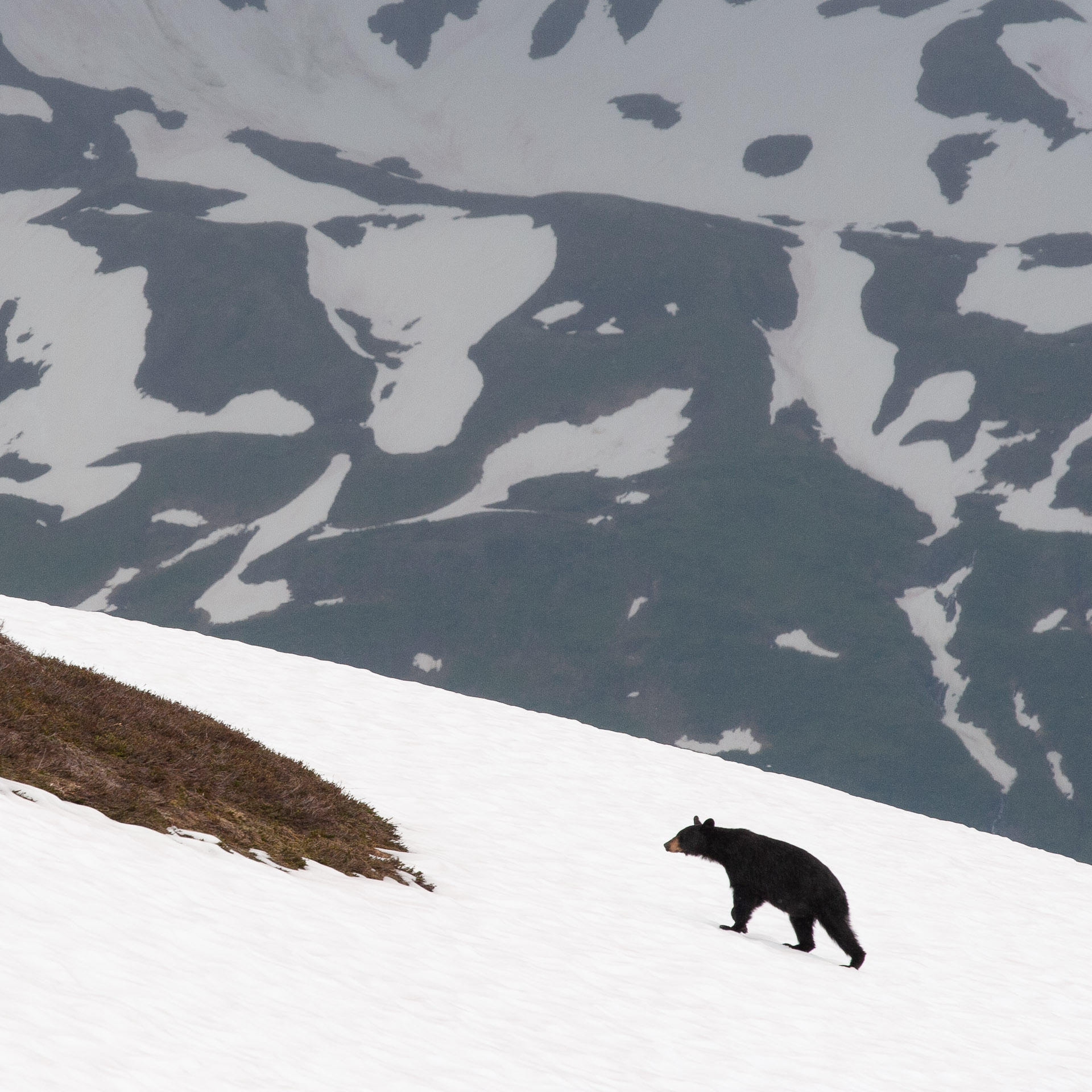 kenai fjords bear on snow