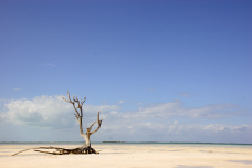 Lone tree, Harbour Island