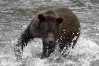 grizzly bear fish creek alaska