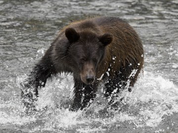 Grizzly bear at Fish Creek Alaska