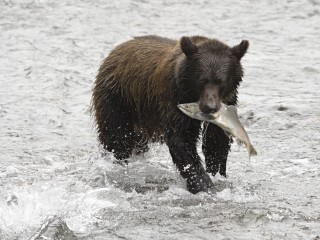 grizzly bear salmon in mouth