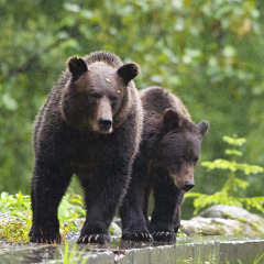 mother and cub brown bear, fish creek