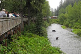 Bear viewing platform at Fish Creek
