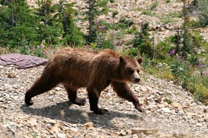 grizzly bear glacier national park