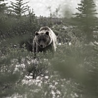 grizzly bear jasper national park