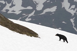 black bear kenai fjords national park