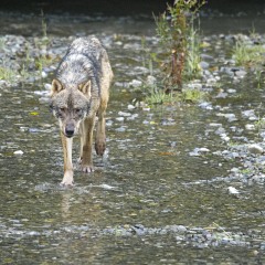 wolf fishing at fish creek alaska