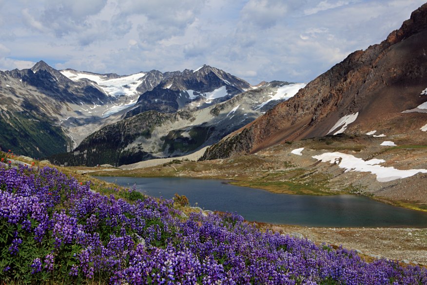Singing Pass wildflowers
