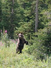 Bear cub in meadow, Glacier National Park