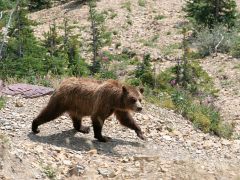 Grizzly bear, Glacier National Park