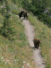 grizzly bear family on hiking trail,
	glacier