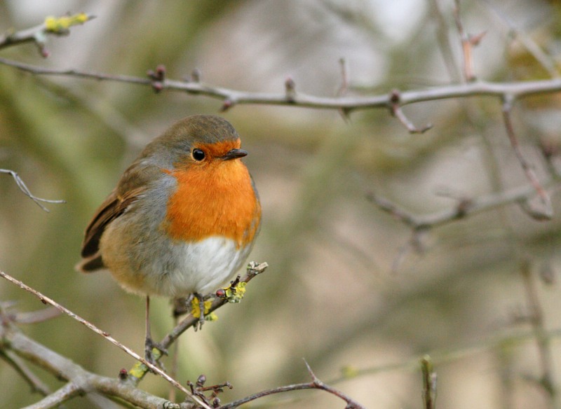 Robin