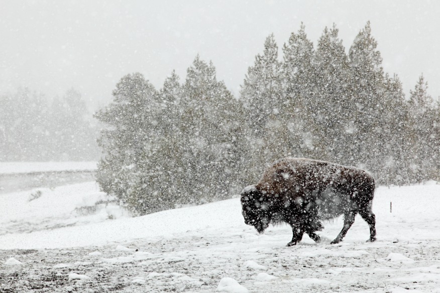 Yellowstone winter bison