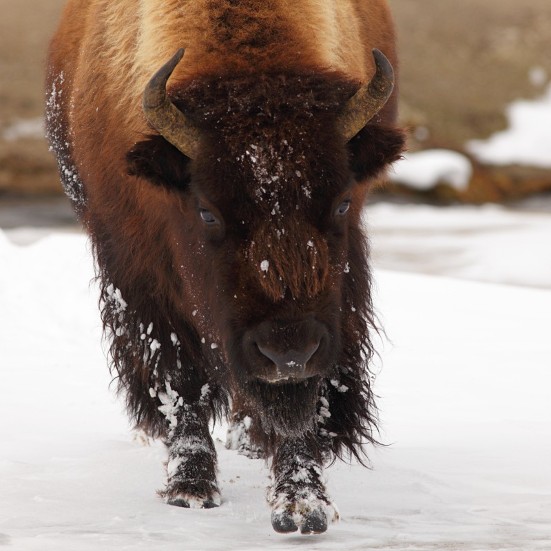winter bison yellowstone