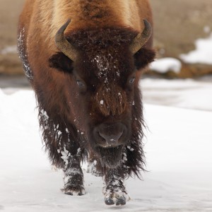 charging bison yellowstone