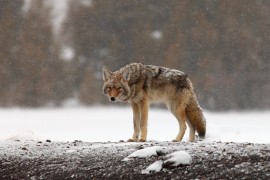 coyote Yellowstone