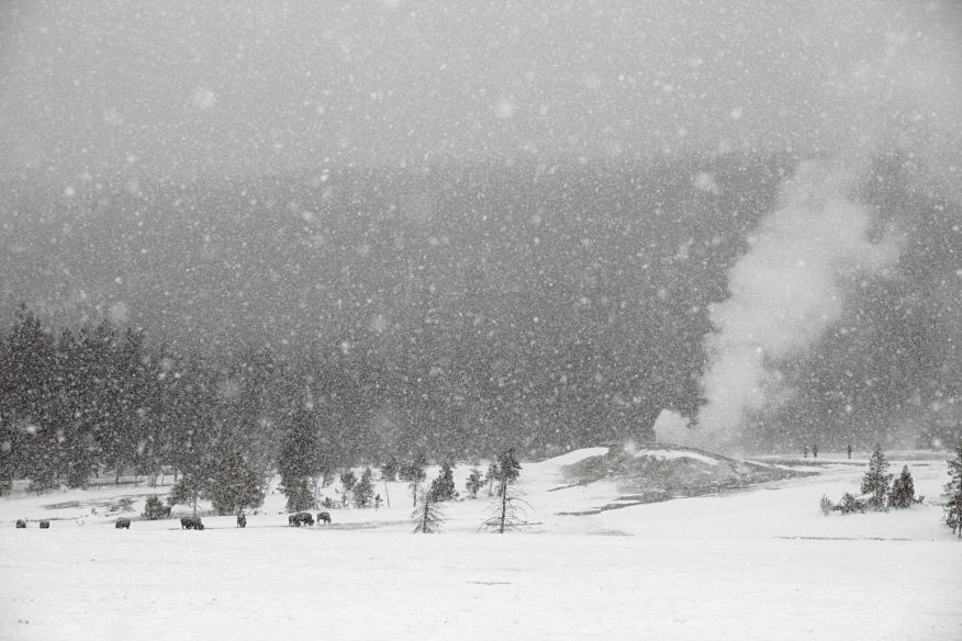 geysers at Old Faithful, winter