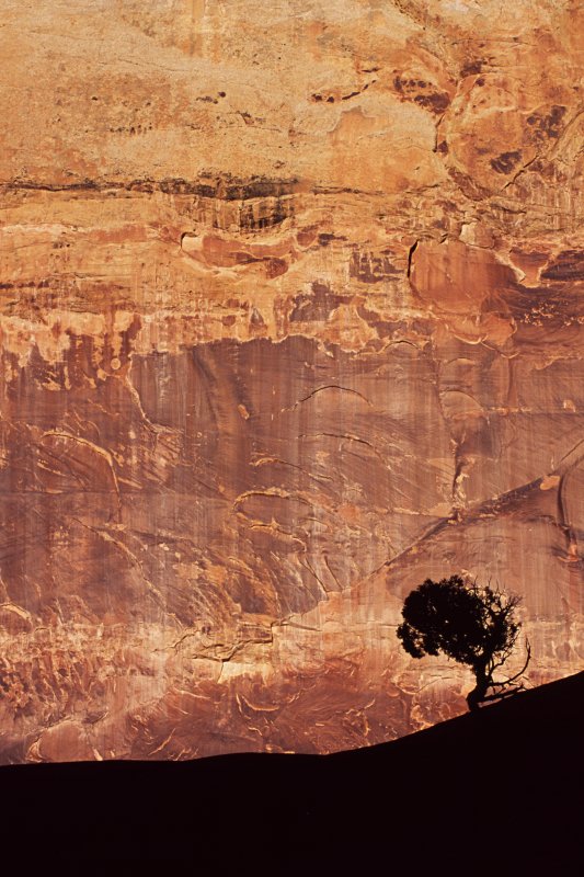 tree silhouetted against canyon wall