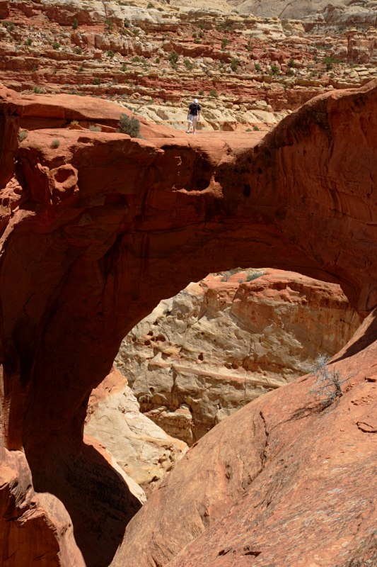 Cassidy arch