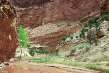 Goosenecks of Sulphur Creek