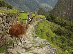 Machu Picchu llama